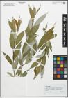 Foto von Salix fragilis L.